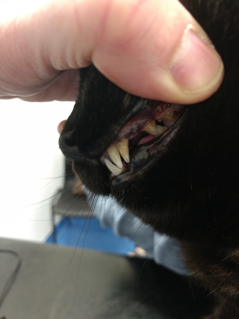 An album with photos of abnormal dentition Pet DENTISTRY